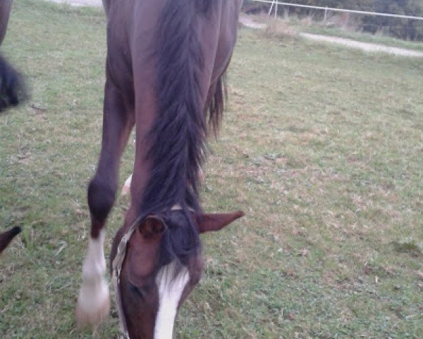horse Donna Feline (Württemberger, 2009, from Don Diamond)
