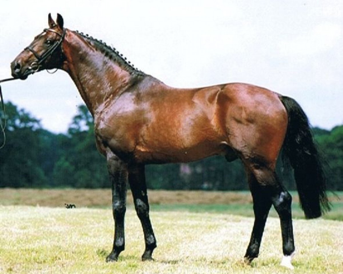 stallion Germus R (KWPN (Royal Dutch Sporthorse), 1988, from Joost)