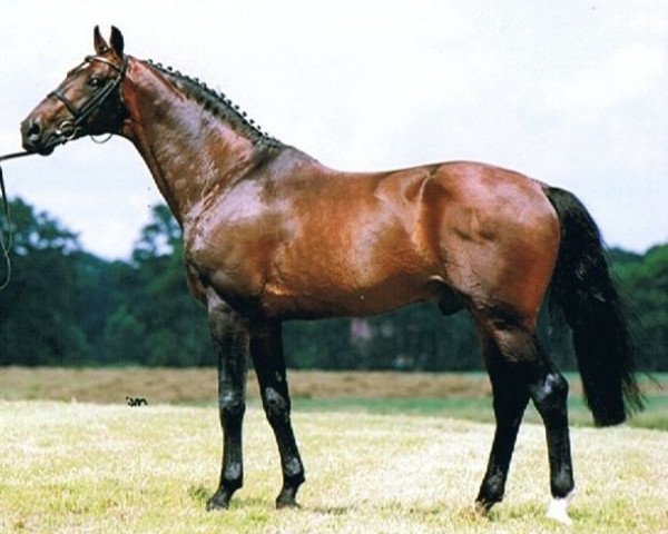 stallion Germus R (KWPN (Royal Dutch Sporthorse), 1988, from Joost)