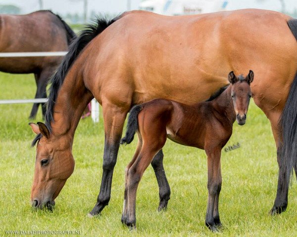 broodmare Zjie’s The One (Nederlands Rijpaarden en Pony, 2004, from Romantico II)