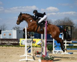jumper Paladin Angel (German Sport Horse, 2008, from Pizarro)