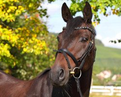 dressage horse Fred Astaire 15 (Württemberger, 2004, from French Kiss)