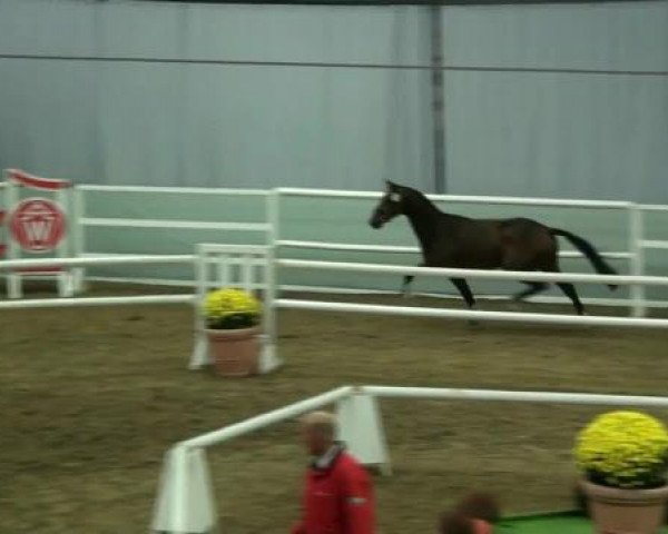 horse Hengst von Arpeggio (Westphalian, 2010, from Arpeggio)