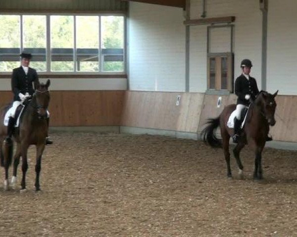 dressage horse Petit Prince 23 (Westphalian, 2006, from Prinz Wilhelm)