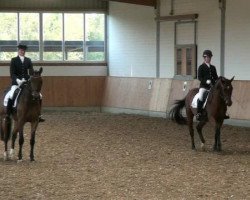 dressage horse Petit Prince 23 (Westphalian, 2006, from Prinz Wilhelm)