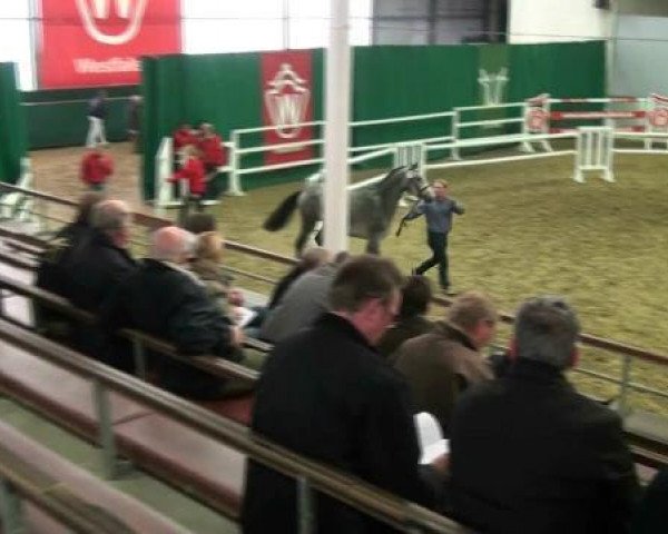 horse Hengst von Baldini II (Westphalian, 2010, from Baldini II)