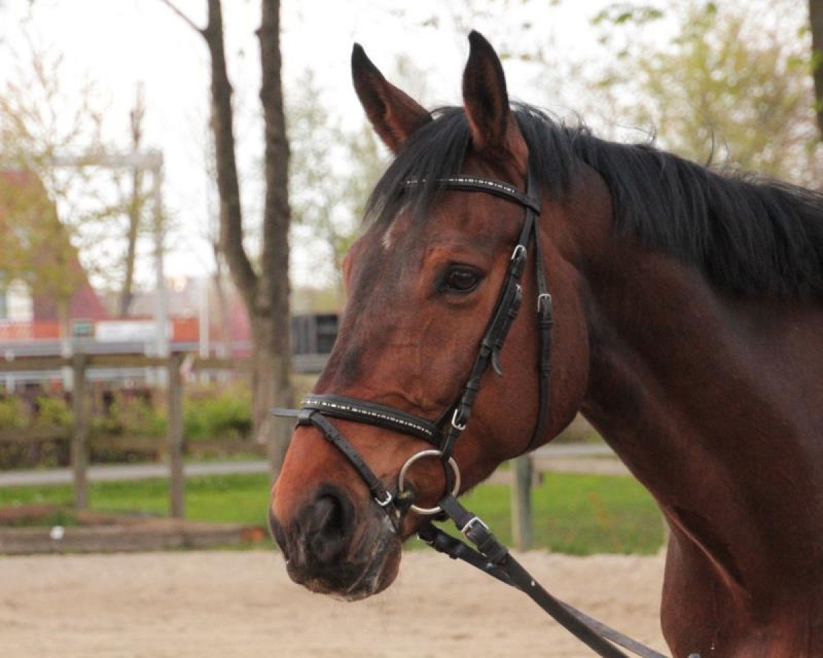 dressage horse Lestat (Westphalian, 2000, from Lamoureux II)