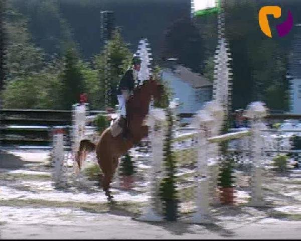 broodmare Zjuliana Fairy V (KWPN (Royal Dutch Sporthorse), 2004, from Nassau)