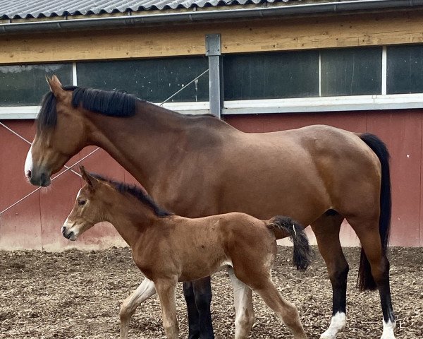 Pferd Cleo vom Berg (Westfale, 2022, von Champagner Fizz)