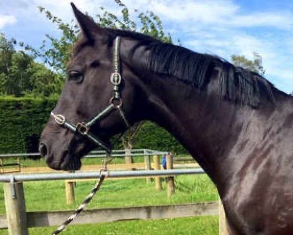 broodmare Elodie (New Zealand Warmblood, 2005, from Earl)