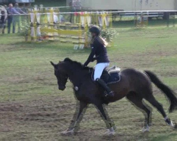 dressage horse Carlotta De (Hanoverian, 2005, from Contendro I)