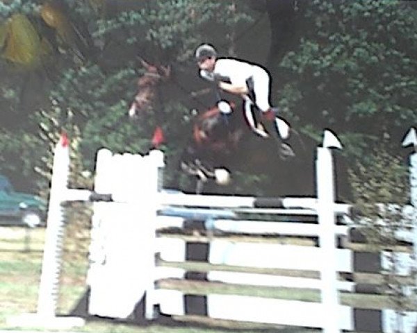 Zuchtstute Glandy (Westfale, 1988, von Grossadmiral)