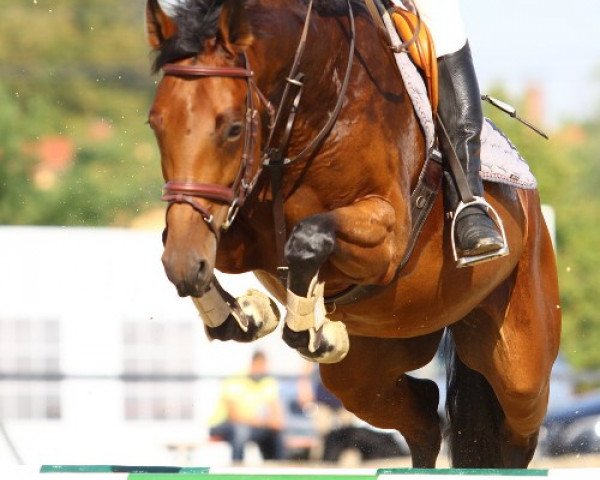 broodmare Cquimp (Oldenburg, 2007, from Quality 9)