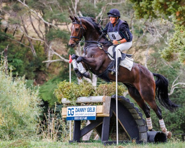 horse Henton for Glory (New Zealand Warmblood, 2013, from For Edition)