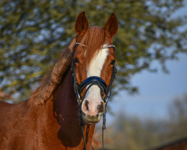 horse Canberra (German Riding Pony, 2018, from Chattanooga)
