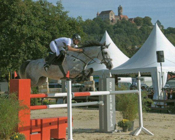 Springpferd Chacano (Holsteiner, 2004, von Clearway)