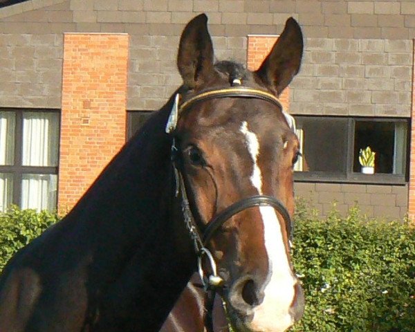 Pferd Hengst von Charisma (Westfale, 2010, von Charisma)
