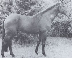 stallion Lago Maggiore (Holsteiner, 1971, from Landgraf I)