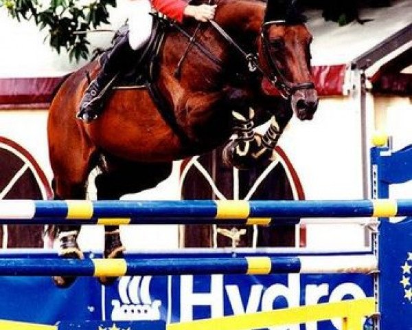 broodmare La-Gomera (Zweibrücken, 1989, from Lago Maggiore)