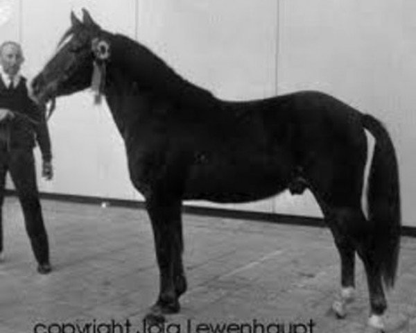 Deckhengst Oosterbroek Arthur (New-Forest-Pony, 1958, von Brookside David)