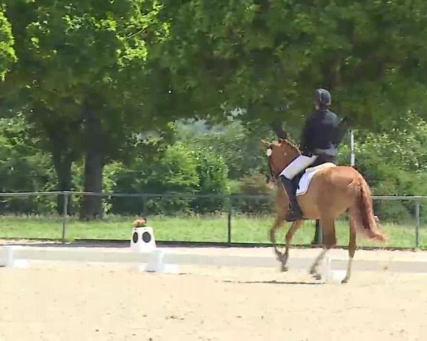 Reitturnier Rot am See- Musdorf 2022