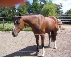 jumper Chico 604 (Holsteiner, 2000, from Corrado I)
