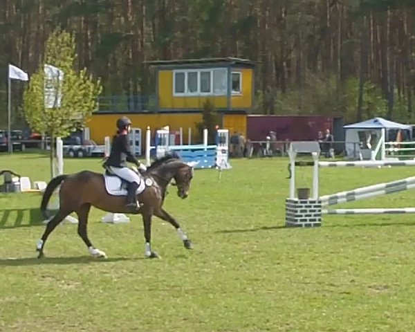 Zuchtstute F-Camira (Deutsches Sportpferd, 2003, von Carpalo)