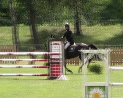broodmare Ariane 404 (German Sport Horse, 2007, from Asculep)