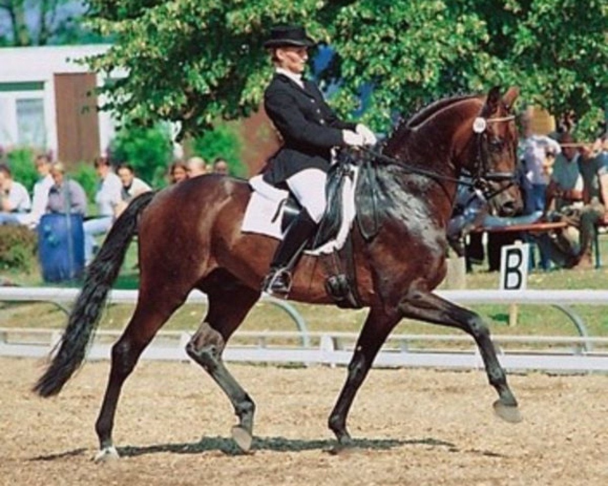 stallion Dr. Jackson D (Württemberger, 1995, from Dream of Glory)
