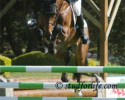 stallion Quartier Latin (Oldenburg, 1995, from Quattro B)