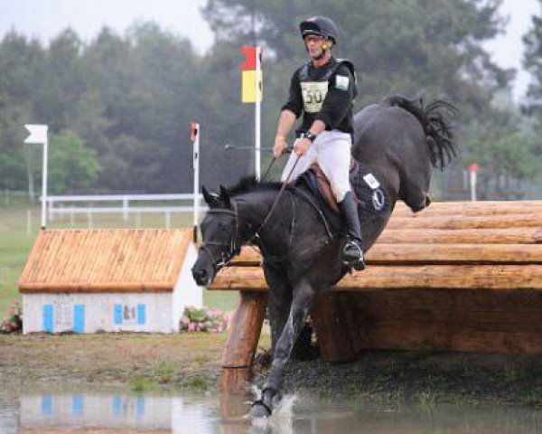 horse Quimbo (Spanish Sport Horse, 2003, from Lacros)