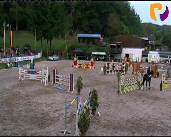 horse Chenaika (Hessian Warmblood, 2004, from Cheenook)