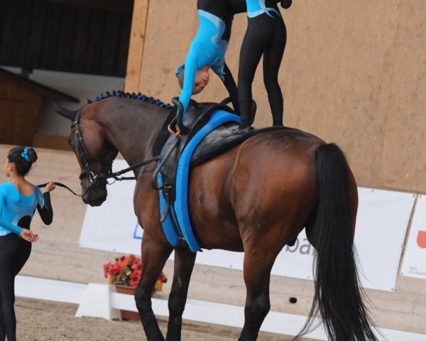 horse Kalle Blomquist 8 (Hanoverian, 2004, from King Arthur TSF)