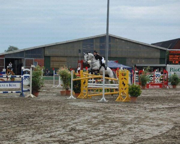 Koń skokowy Corcanda H (Holsztyn, 2005, od Corrado I)