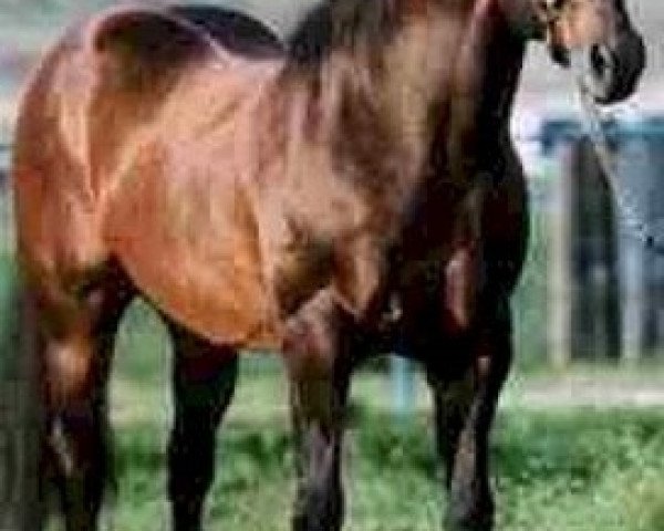 Deckhengst Reminic (Quarter Horse, 1978, von Doc's Remedy) Deckhengst Reminic (Quarter Horse, 1978, von Doc's Remedy)