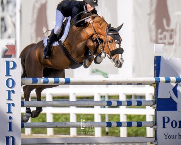 broodmare Vigakata (Oldenburg show jumper, 2012, from Vigo d'Arsouilles)