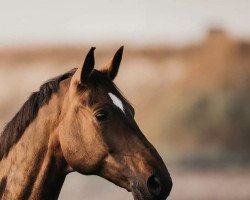 Dressurpferd Sweet like Chocolate 7 (Westfale, 2009, von Show Star)
