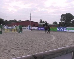 jumper Lucky T (Westphalian, 2008)