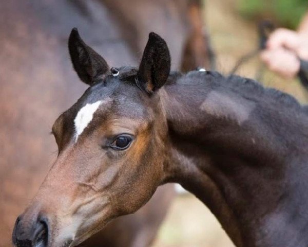 Zuchtstute La Pitufina (Deutsches Reitpony, 2020, von La Vie S)
