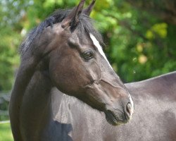 Cavallo da Dressage Nebelmond (Pony da Sella Tedesco, 2003, di Heidbergs Nancho Nova)