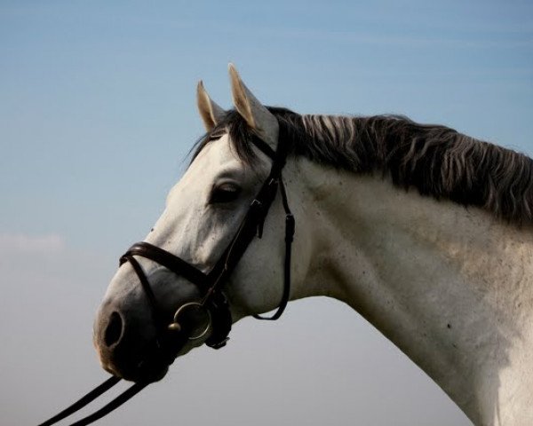 Pferd Wum 124 (Deutsches Reitpferd, 2002, von Wienerwald)