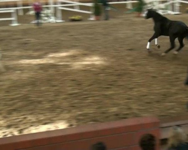horse Sonito 3 (Rhinelander, 2010, from Son of Cologne)