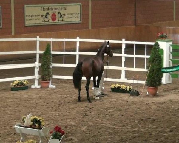 dressage horse Luke Loxley (Rhinelander, 2010, from Lord Loxley I)
