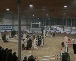 jumper Eldorado van't Polderhof (Belgian Warmblood, 2004, from 'T Is Voltaire)