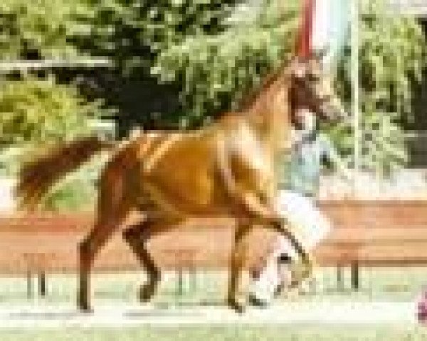 broodmare Fia Mara (Rhinelander, 2007, from Fidermark)