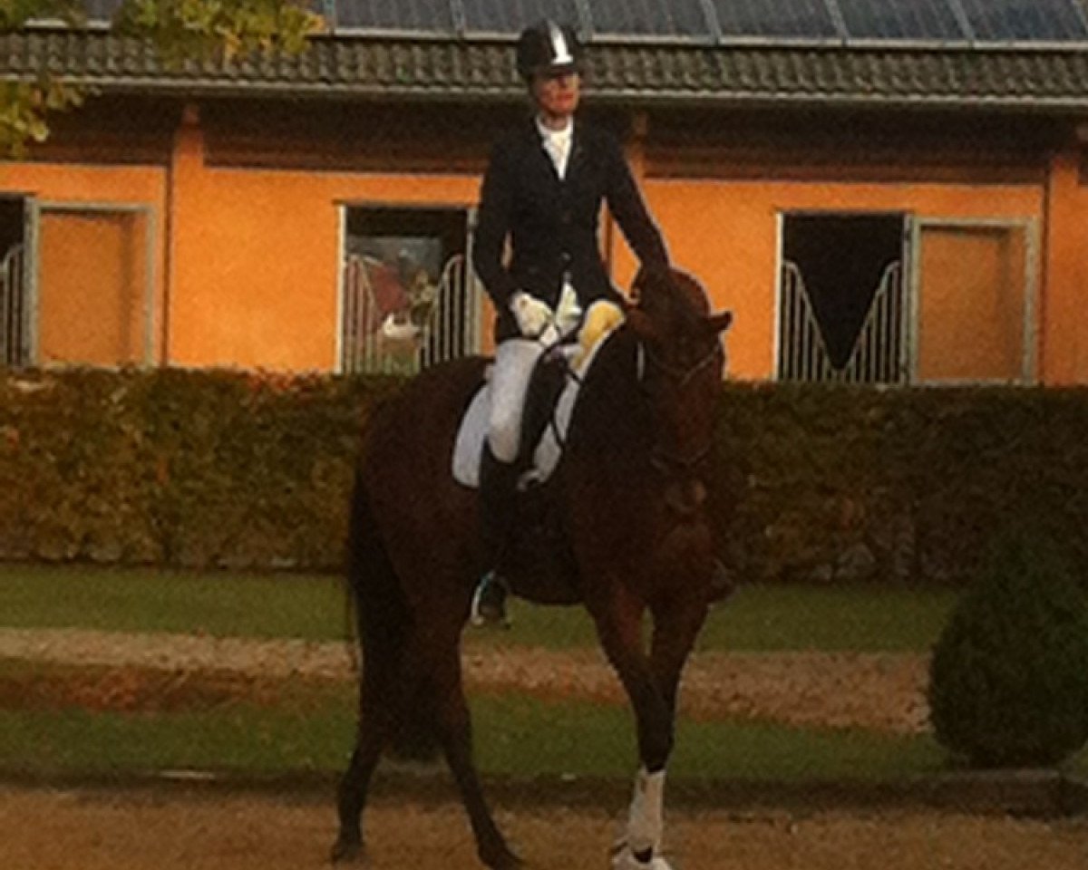 Dressurpferd Silvano 104 (Württemberger, 2009, von Sir Shutterfly)