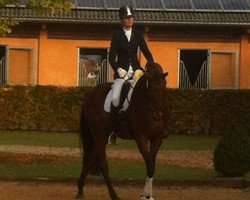 Dressurpferd Silvano 104 (Württemberger, 2009, von Sir Shutterfly)
