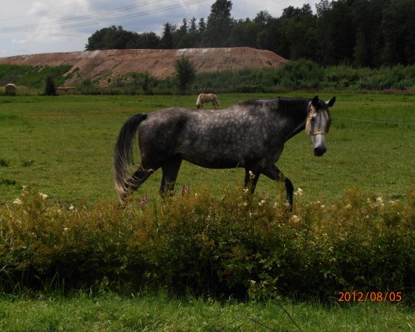 horse Calvano (Holsteiner, 2006, from Calato)