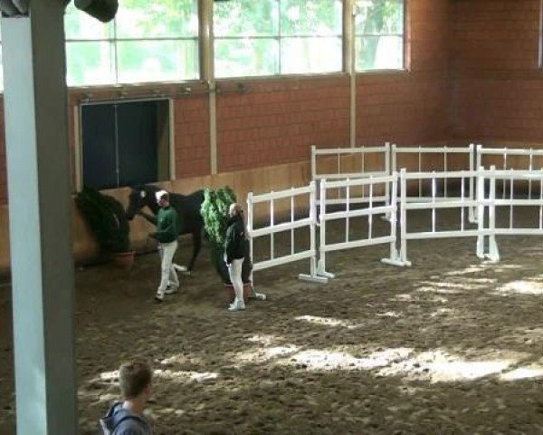 stallion Libori (Rhinelander, 2010, from L'espoir) stallion Libori (Rhinelander, 2010, from L'espoir)