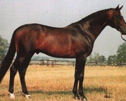 stallion Beach Boy (Oldenburg, 1983, from Zeus)